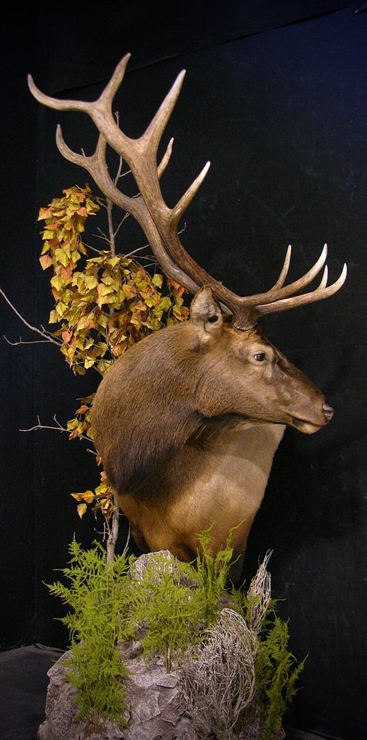 ELK Pedestal Shoulder Mount